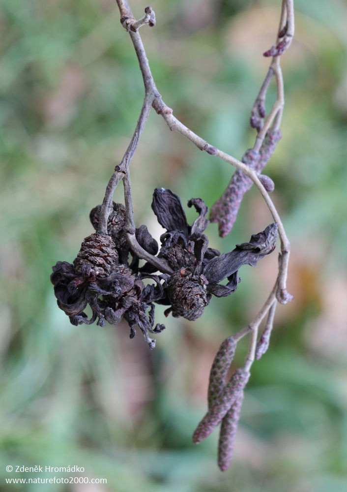 kadeřávka olšová, Taphrina alni (Houby, Fungi)